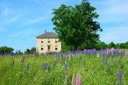 Our farmhouse on Boyden Lake this June with lupines in full bloom.