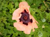 First salmon poppy to open above a backdrop of late season bloomers - japanese anemone.