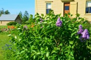 Our 'new' lilac this spring with the restored 1922 garage in the distance.