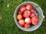 The last to be harvested - slated for apple crisps. 